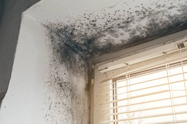 Affordable Mold Removal solutions in Broadway, NC